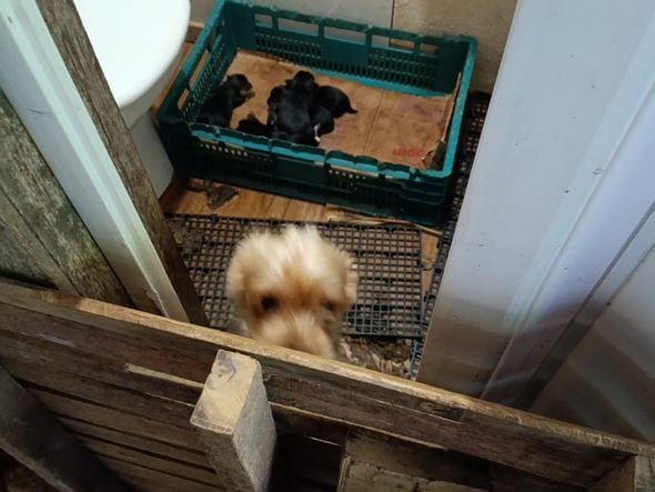 Canil clandestino é descoberto em Viana com 145 cães de raça  por Divulgação | PM Ambiental