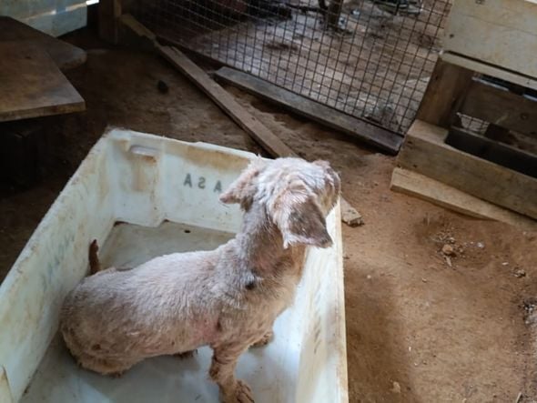 Canil clandestino é descoberto em Viana com 145 cães de raça  por Divulgação | PM Ambiental