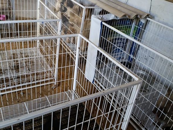 Canil clandestino é descoberto em Viana com 145 cães de raça  por Divulgação | PM Ambiental