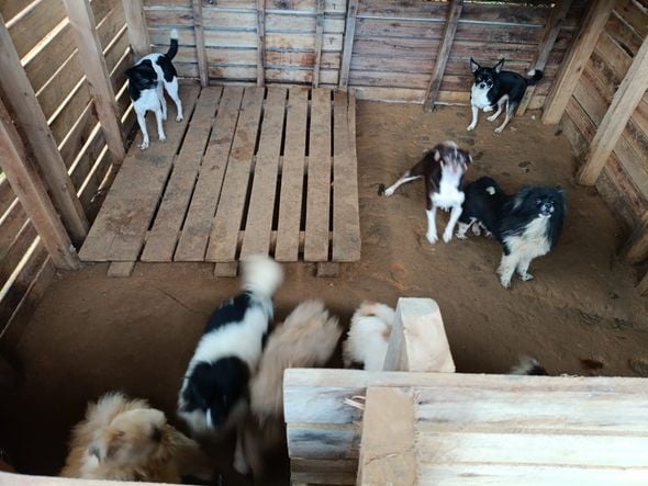 Canil clandestino é descoberto em Viana com 145 cães de raça  por Divulgação | PM Ambiental