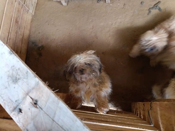 Canil clandestino é descoberto em Viana com 145 cães de raça  por Divulgação | PM Ambiental