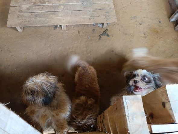 Canil clandestino é descoberto em Viana com 145 cães de raça  por Divulgação | PM Ambiental