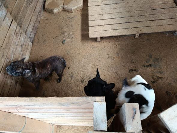 Canil clandestino é descoberto em Viana com 145 cães de raça  por Divulgação | PM Ambiental