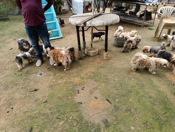 Canil clandestino é descoberto em Viana com 145 cães de raça  por Divulgação | PM Ambiental