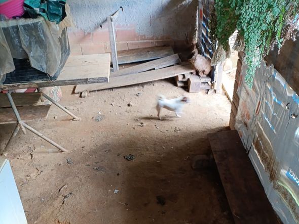 Canil clandestino é descoberto em Viana com 145 cães de raça  por Divulgação | PM Ambiental