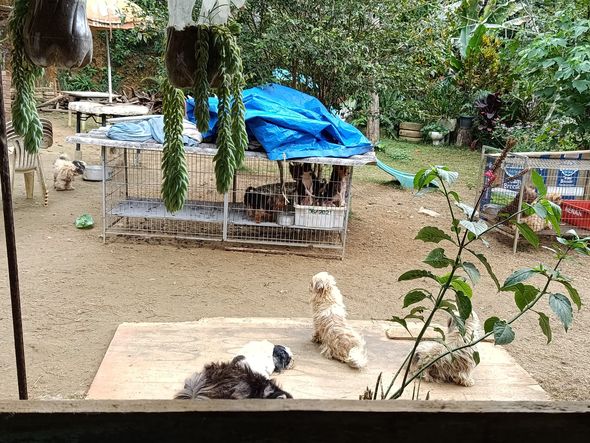Canil clandestino é descoberto em Viana com 145 cães de raça  por Divulgação | PM Ambiental