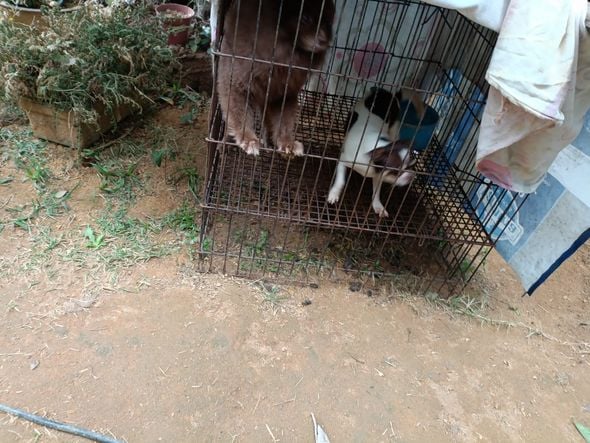 Canil clandestino é descoberto em Viana com 145 cães de raça  por Divulgação | PM Ambiental