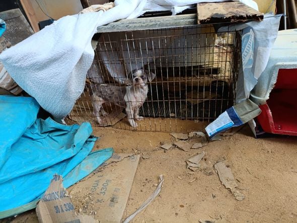 Canil clandestino é descoberto em Viana com 145 cães de raça  por Divulgação | PM Ambiental