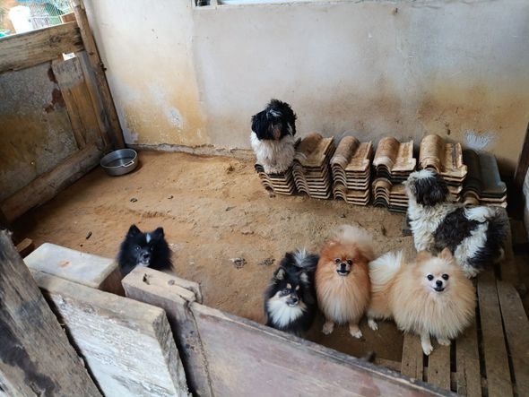Canil clandestino é descoberto em Viana com 145 cães de raça  por Divulgação | PM Ambiental
