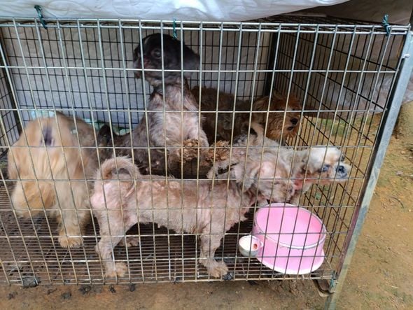Canil clandestino é descoberto em Viana com 145 cães de raça  por Divulgação | PM Ambiental