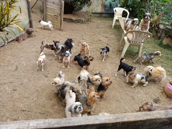 Canil clandestino é descoberto em Viana com 145 cães de raça  por Divulgação | PM Ambiental