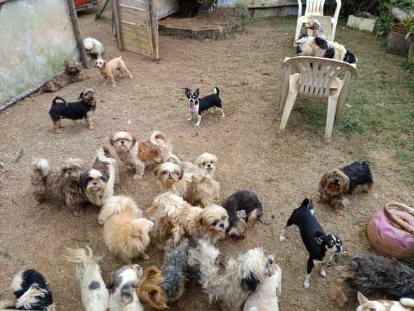 Canil clandestino é descoberto em Viana com 145 cães de raça  por Divulgação | PM Ambiental