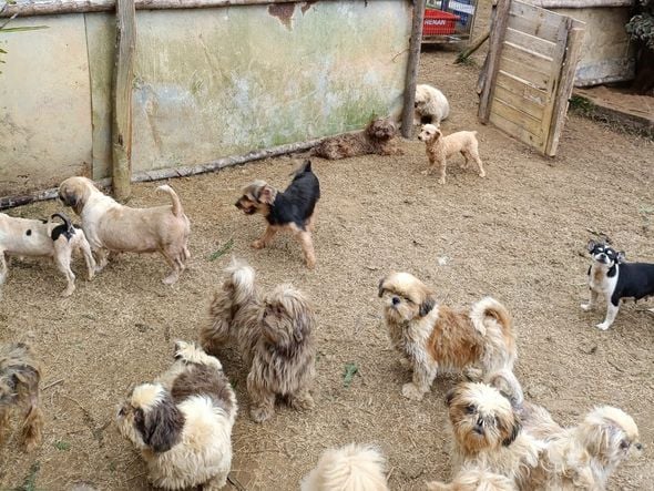 Canil clandestino é descoberto em Viana com 145 cães de raça  por Divulgação | PM Ambiental