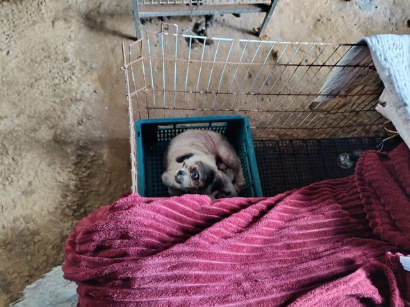 Canil clandestino é descoberto em Viana com 145 cães de raça  por Divulgação | PM Ambiental