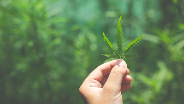 São estudos muito importantes que alertam que a maconha (cannabis) não é uma droga tão inocente