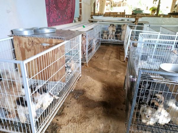 Canil clandestino é descoberto em Viana com 145 cães de raça  por Divulgação | PM Ambiental