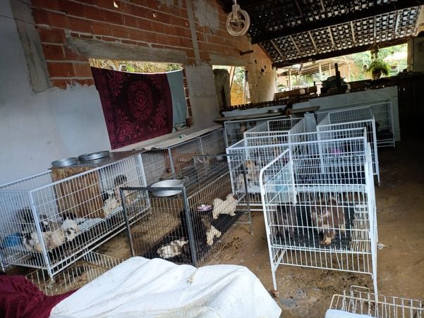 Canil clandestino é descoberto em Viana com 145 cães de raça  por Divulgação | PM Ambiental