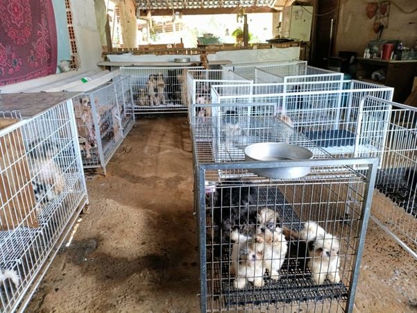 Canil clandestino é descoberto em Viana com 145 cães de raça  por Divulgação | PM Ambiental