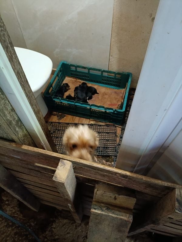 Canil clandestino é descoberto em Viana com 145 cães de raça  por Divulgação | PM Ambiental