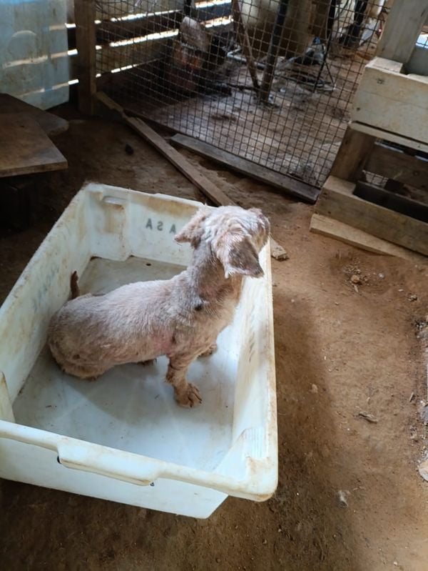 Canil clandestino é descoberto em Viana com 145 cães de raça  por Divulgação | PM Ambiental