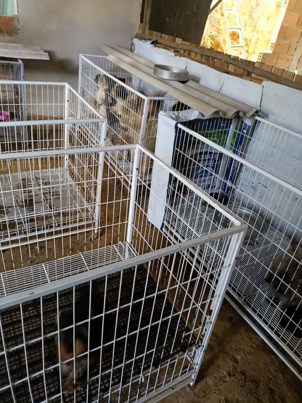 Canil clandestino é descoberto em Viana com 145 cães de raça  por Divulgação | PM Ambiental