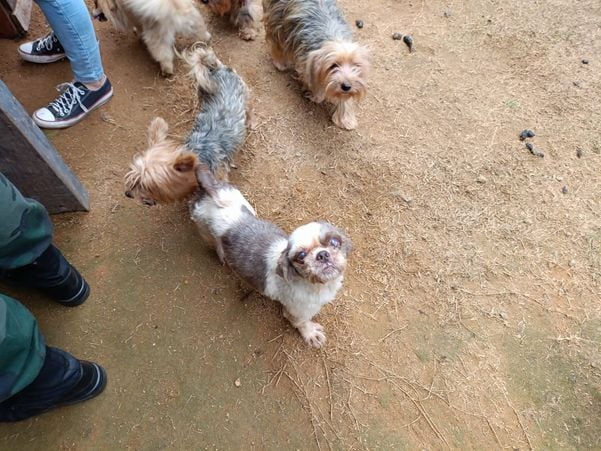 Canil clandestino é descoberto em Viana com 145 cães de raça  por Divulgação | PM Ambiental