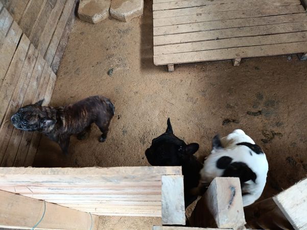 Canil clandestino é descoberto em Viana com 145 cães de raça  por Divulgação | PM Ambiental