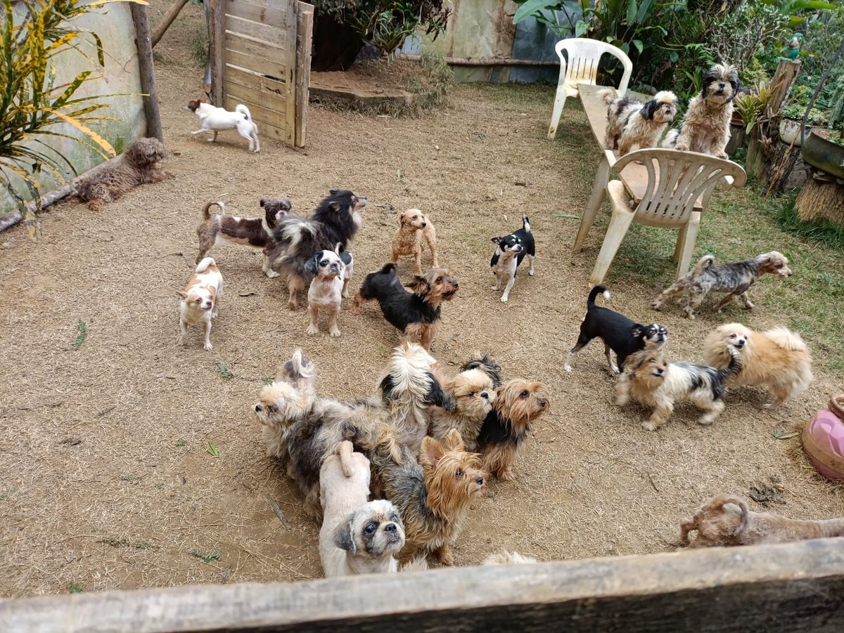 Canil clandestino é descoberto em Viana com 145 cães de raça  por Divulgação | PM Ambiental