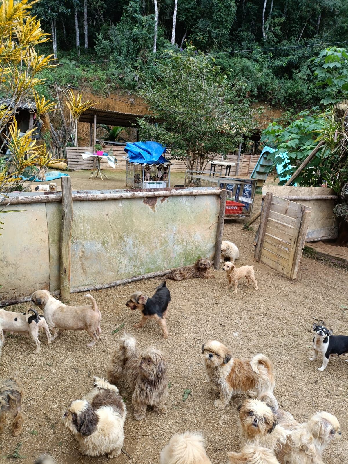 Canil clandestino é descoberto em Viana com 145 cães de raça  por Divulgação | PM Ambiental