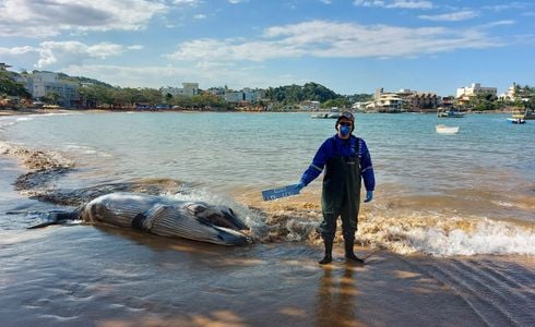 Instituto Orca, que atua no estudo e preservação da vida marinha, disse que é o primeiro atendimento a encalhe de baleia da temporada no Estado