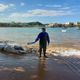 Imagem - Filhote de baleia-jubarte aparece morto em praia de Iriri, Anchieta