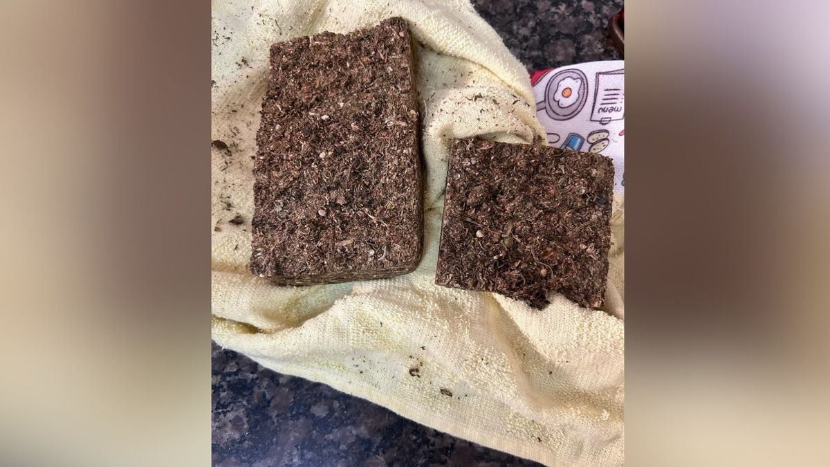 Ação conjunta da PF e PM apreende haxixe escondido até em peixes congelados em Vila Velha por Polícia Federal