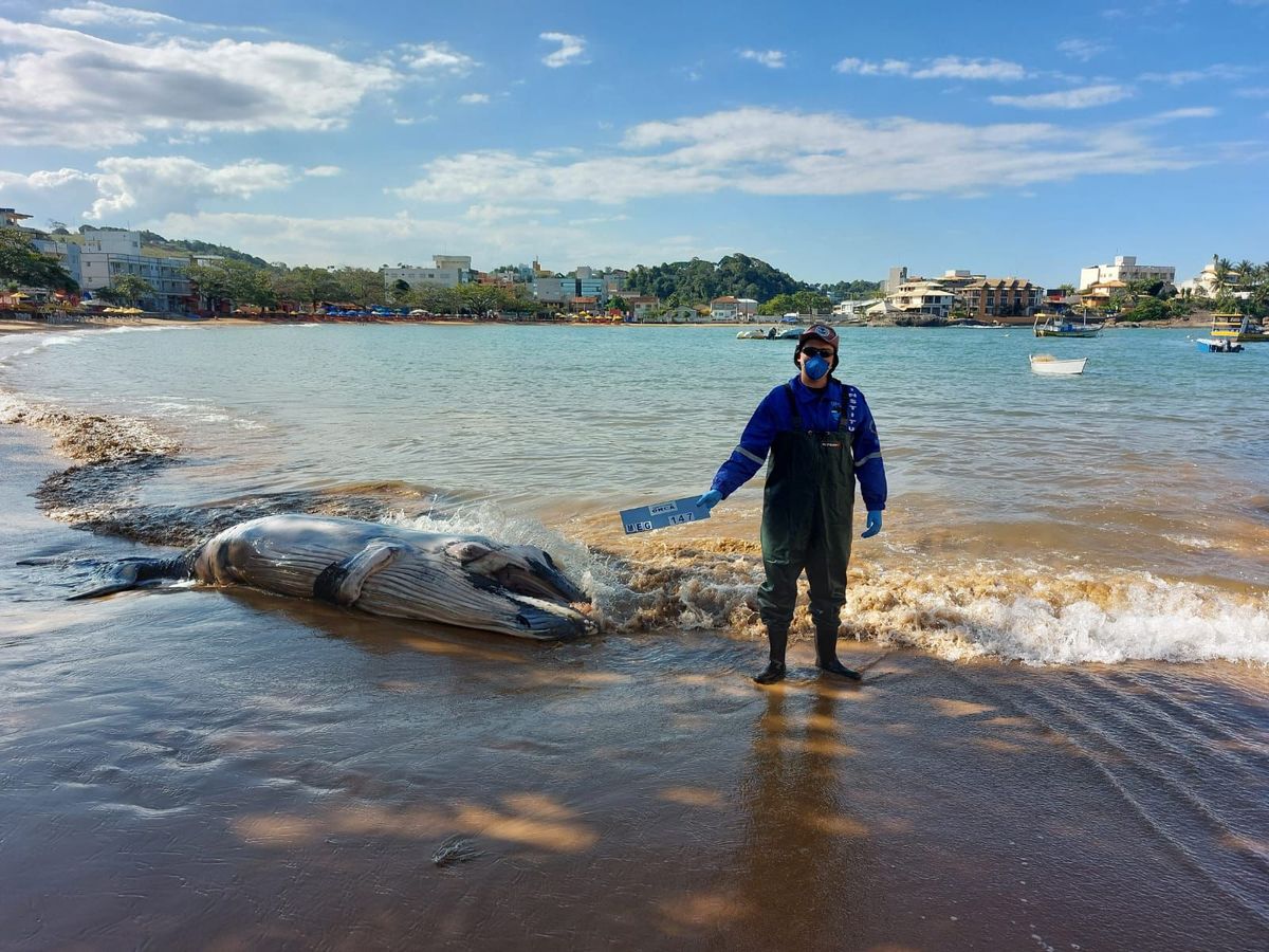 Este é o primeiro atendimento a encalhe de baleia da temporada no Estado