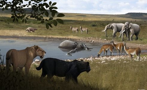 Além do felino gigante, fósseis de pelo menos outras três espécies de animais pré-históricos foram achados no último sábado (6), na Gruta do Limoeiro, em Castelo, no Sul capixaba
