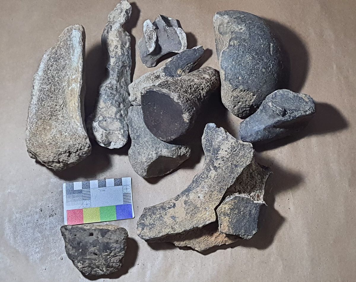 Fósseis de animais pré-históricos encontrados em Castelo, na Região Sul do Espírito Santo