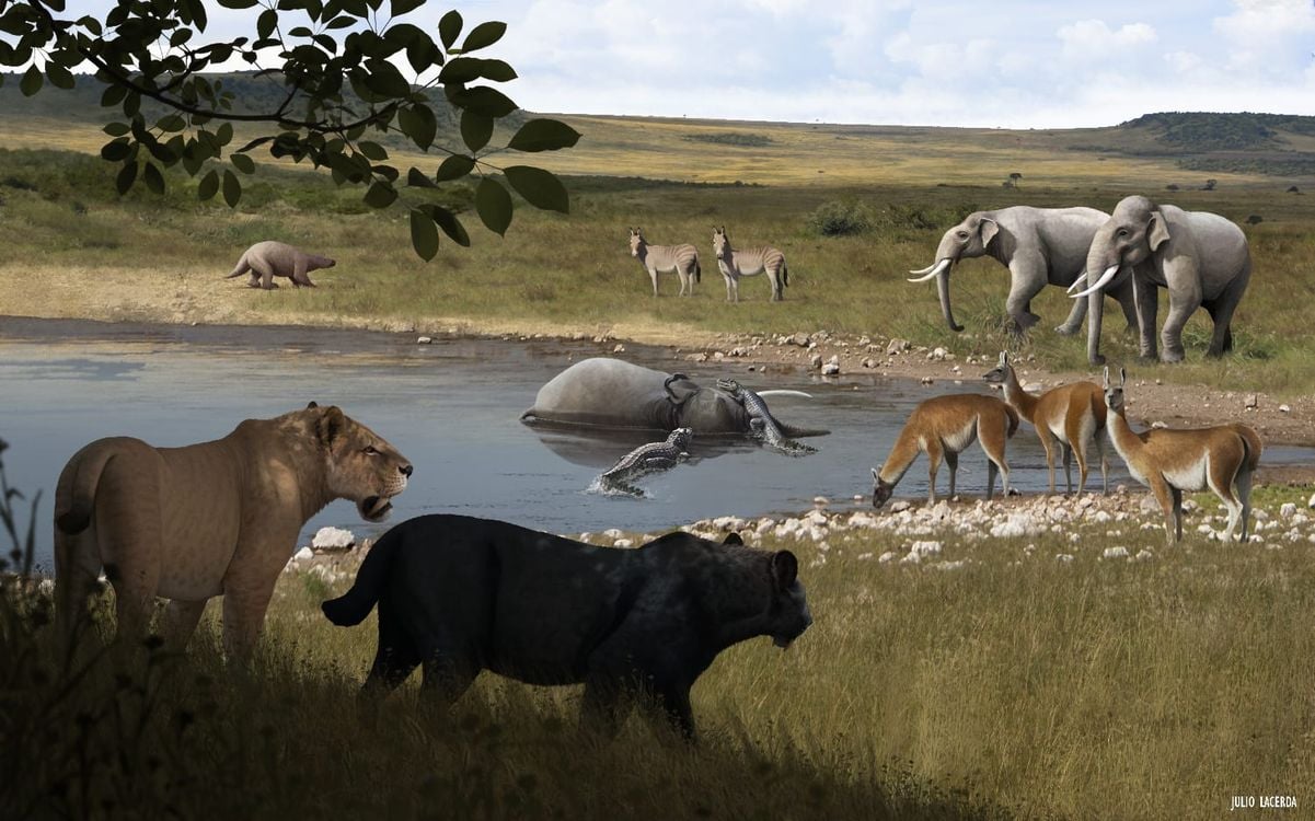 Ilustração mostra como eram os tigre-dentes-de-sabre (Smilodon populator) como o que foi encontrado no ES