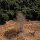 Imagem - Por que Amazônia virou 'barril de pólvora' e queimadas batem recordes