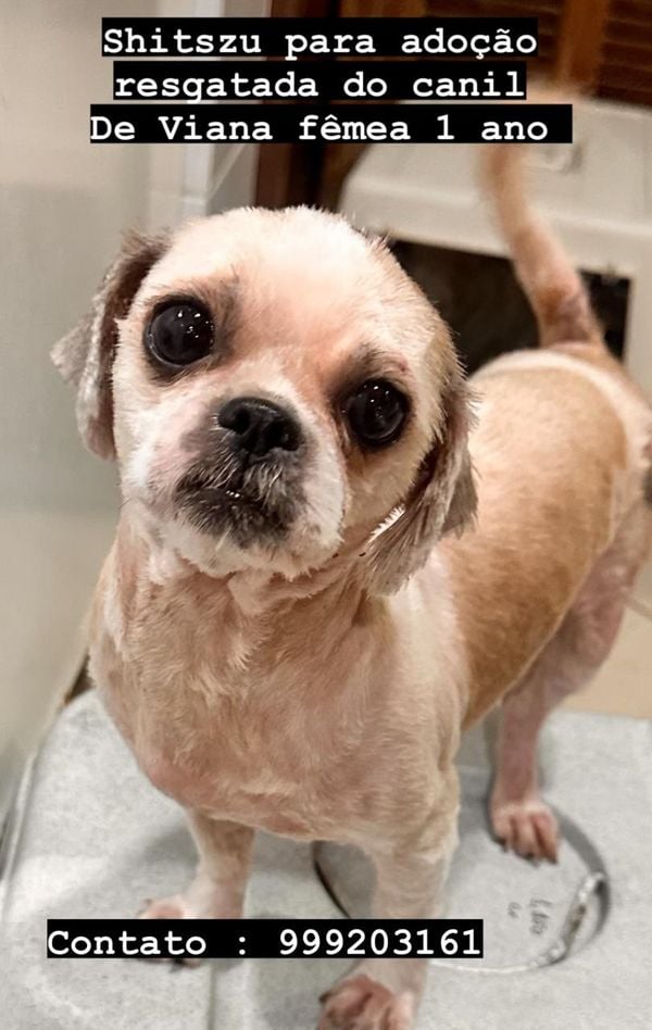 Cães resgatados em local clandestino em Viana disponíveis para adoção por Instagram @anjos4patas1