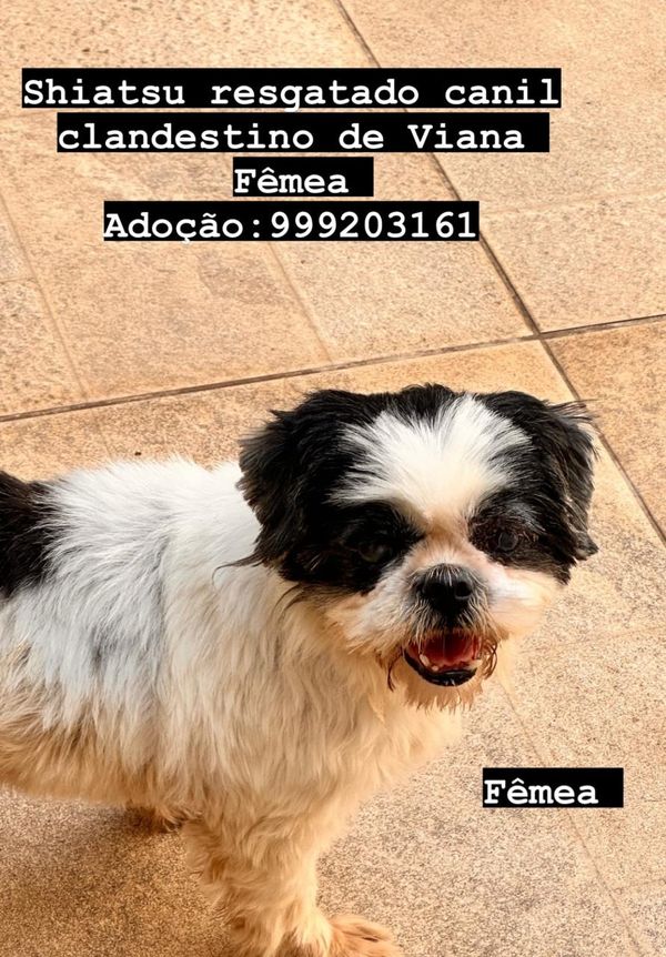 Cães resgatados em local clandestino em Viana disponíveis para adoção por Instagram @anjos4patas1
