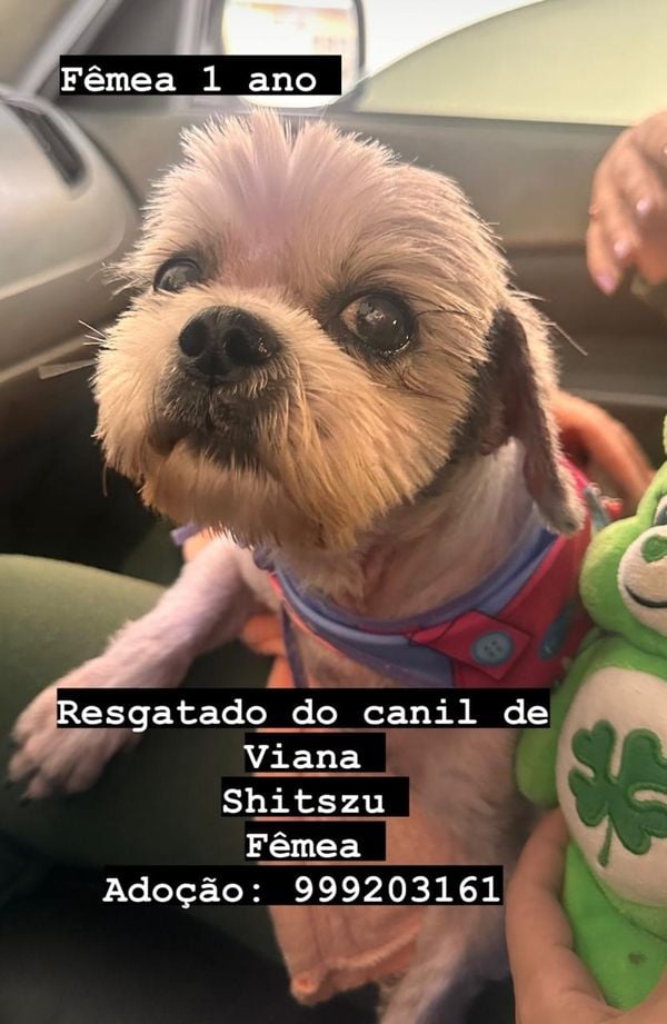 Cães resgatados em local clandestino em Viana disponíveis para adoção por Instagram @anjos4patas1
