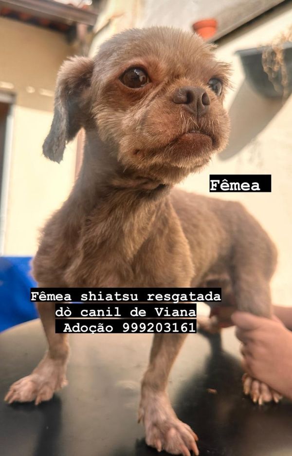 Cães resgatados em local clandestino em Viana disponíveis para adoção por Instagram @anjos4patas1