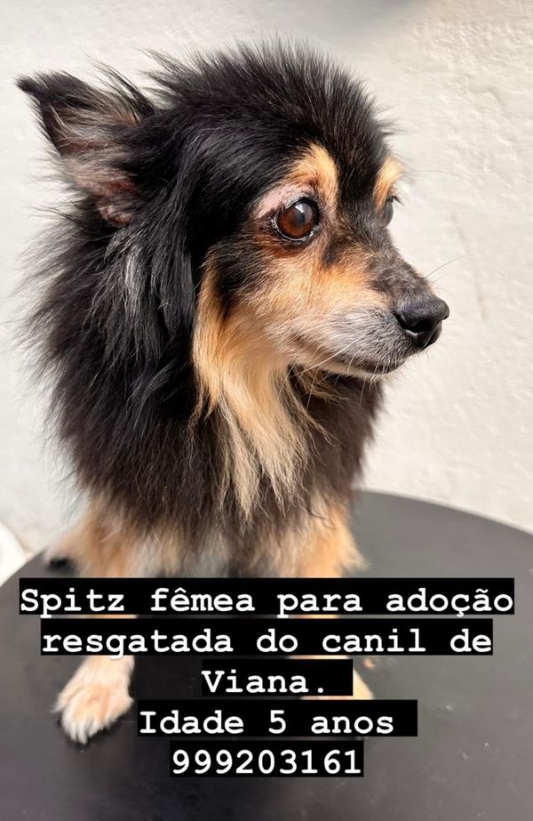 Cães resgatados em local clandestino em Viana disponíveis para adoção por Instagram @anjos4patas1