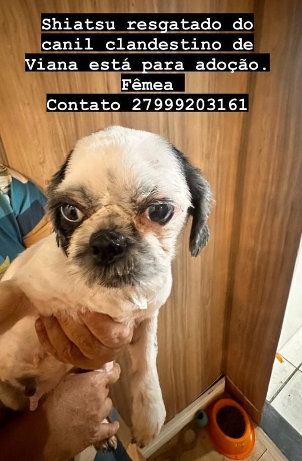 Cães resgatados em local clandestino em Viana disponíveis para adoção por Instagram @anjos4patas1