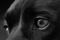 Olhos de cachorros