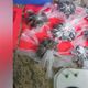 Imagem - Tráfico em capela: pai pede prisão do filho para não ser morto