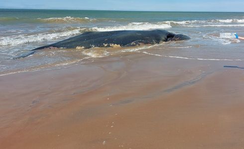Segundo o Instituto Orca, o animal era adulto e media 11,5 metros de comprimento