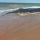 Imagem - Baleia é encontrada morta em praia de Presidente Kennedy