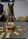 Aniversário de 10 anos do cão Eudis (Acervo pessoal)