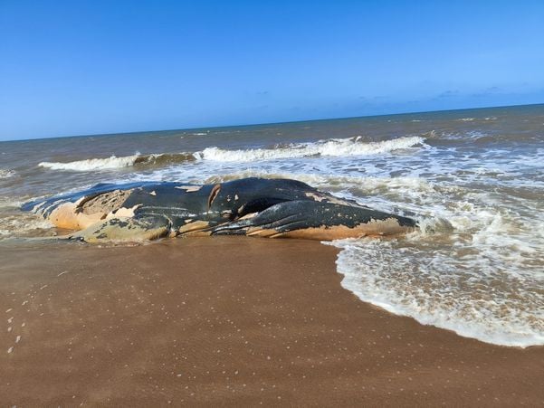 Baleia é encontrada em praia de Presidente Kennedy