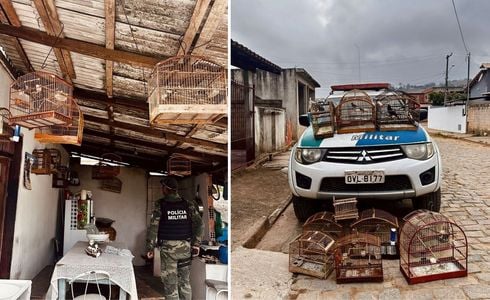 Os animais estavam em gaiolas na localidade de Santa Terezinha; ação da Polícia Militar Ambiental aconteceu na quarta-feira (17)